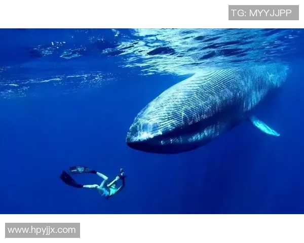 周丽独家分享攀岩技巧与心得体会助你征服高峰挑战自我极限 周丽独家分享攀岩技巧与心得体会助你征服高峰挑战自我极限